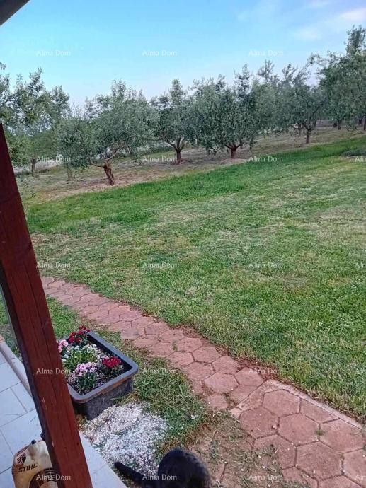 Марчана – Дом с оливковым садом 10