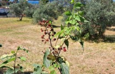 Фажана – сельскохозяйственные земли рядом с морем