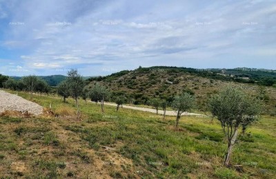 Момьян – продажа строительных земельных участков в отличном месте.