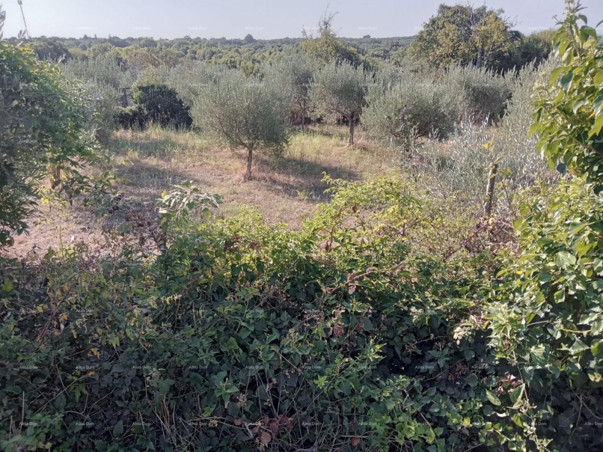 Эемля Marčana 5