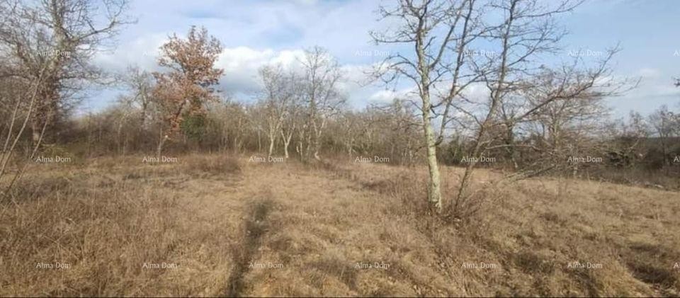 Mužići. Sale of construction land in Grožnjan 2