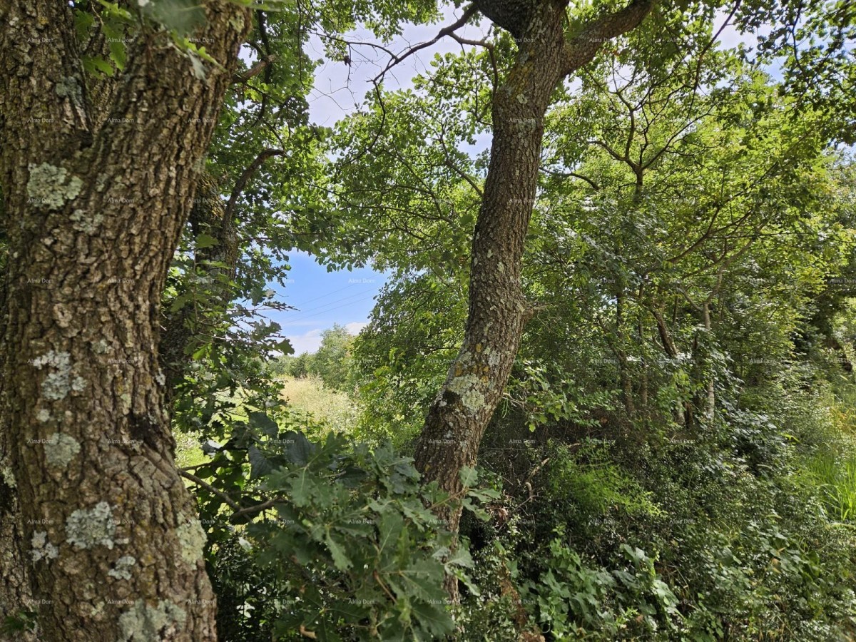 Building plot for sale, 1712m2, Marčana 4