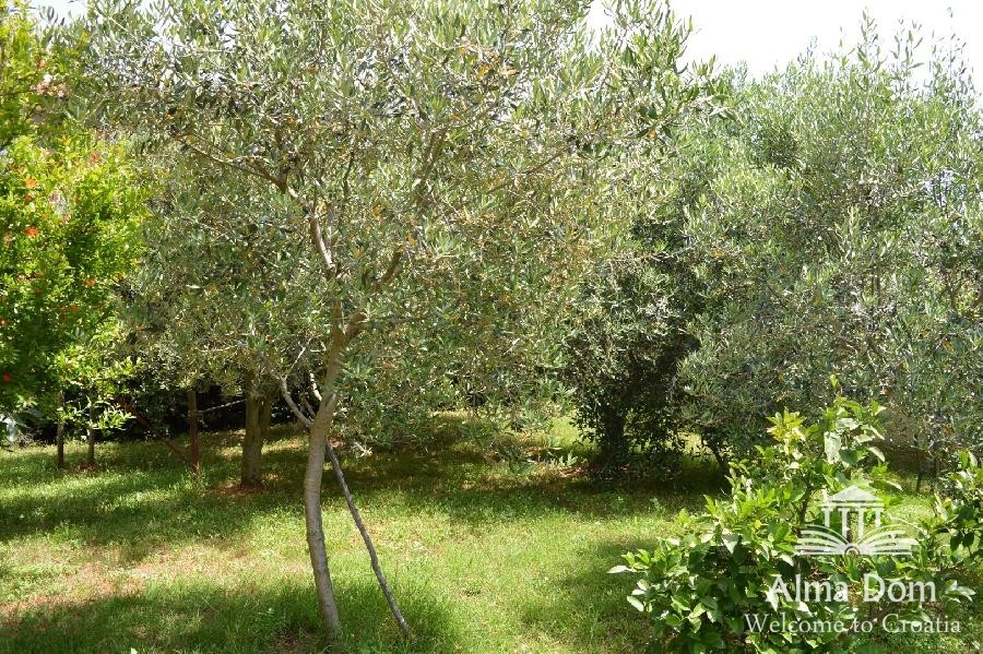 Дом с двумя квартирами и таверной с большим садом. 4