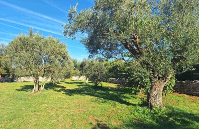 The translated title in Slovenian is: