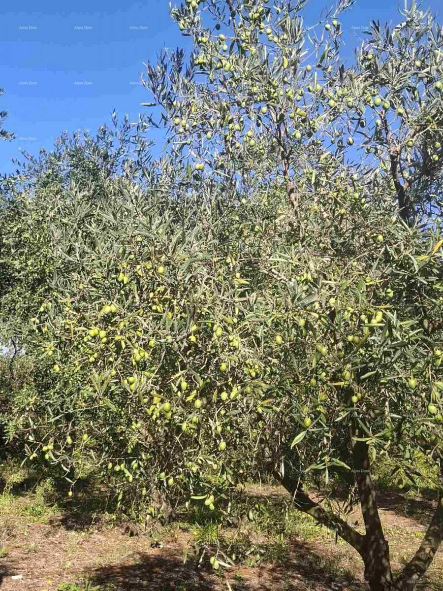 Valtura – Sale of an Olive Grove with 89 Bearing Olive Trees. 1