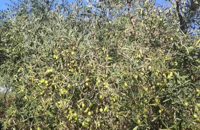 Valtura – prodaja maslinika s 89 rodnih stabala maslina.