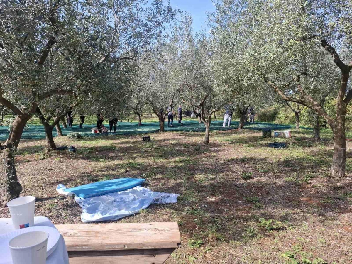 Valtura – Sale of an Olive Grove with 89 Bearing Olive Trees. 3