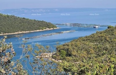 Land – Olive Grove 4,609 m², Valtura