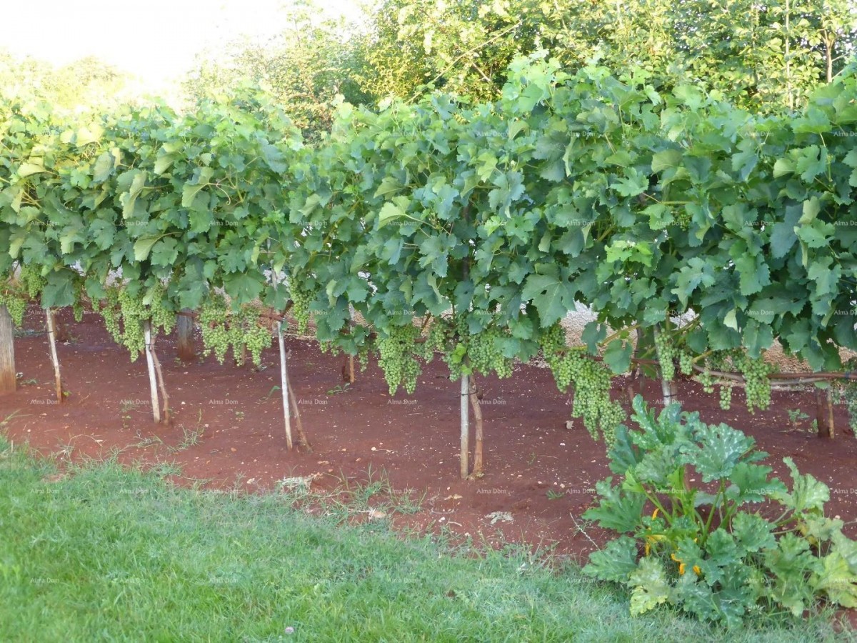 Prodaje se vila, blizina Marčane. 8