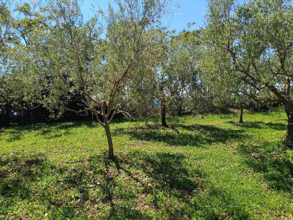 PEROJ – TERRENO AGRICOLO 2.715 m² VICINO AL MARE 6