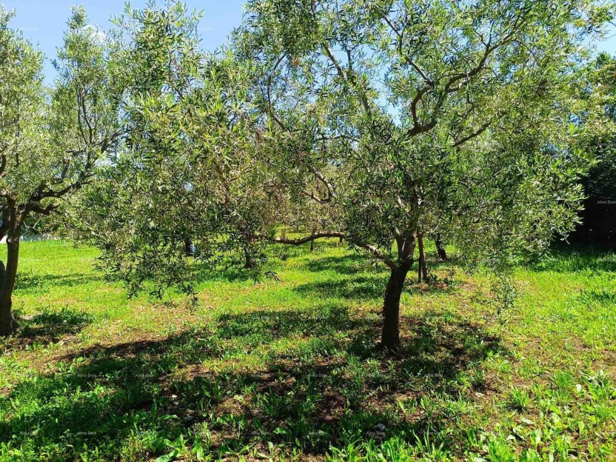 PEROJ – AGRICULTURAL LAND 2,715 m² NEAR THE SEA 4