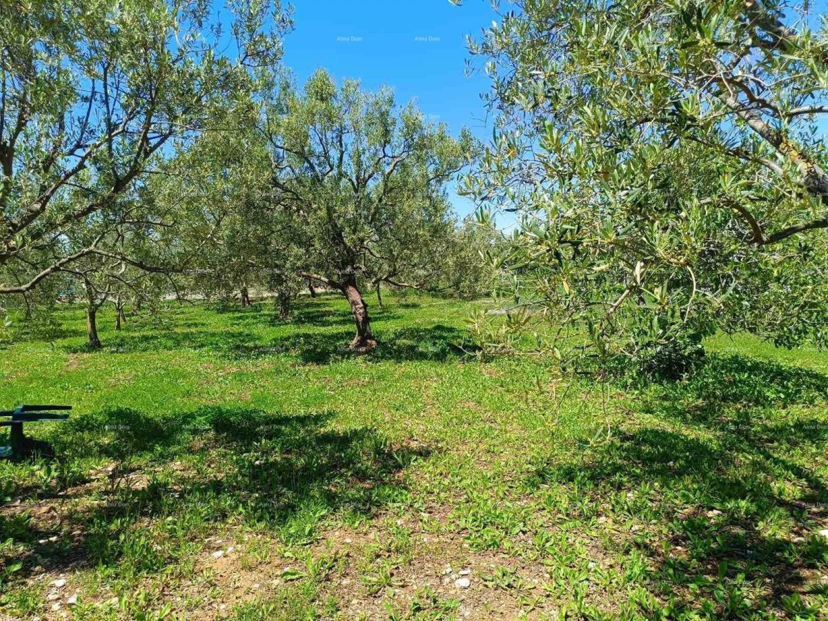 PEROJ – AGRICULTURAL LAND 2,715 m² NEAR THE SEA 9