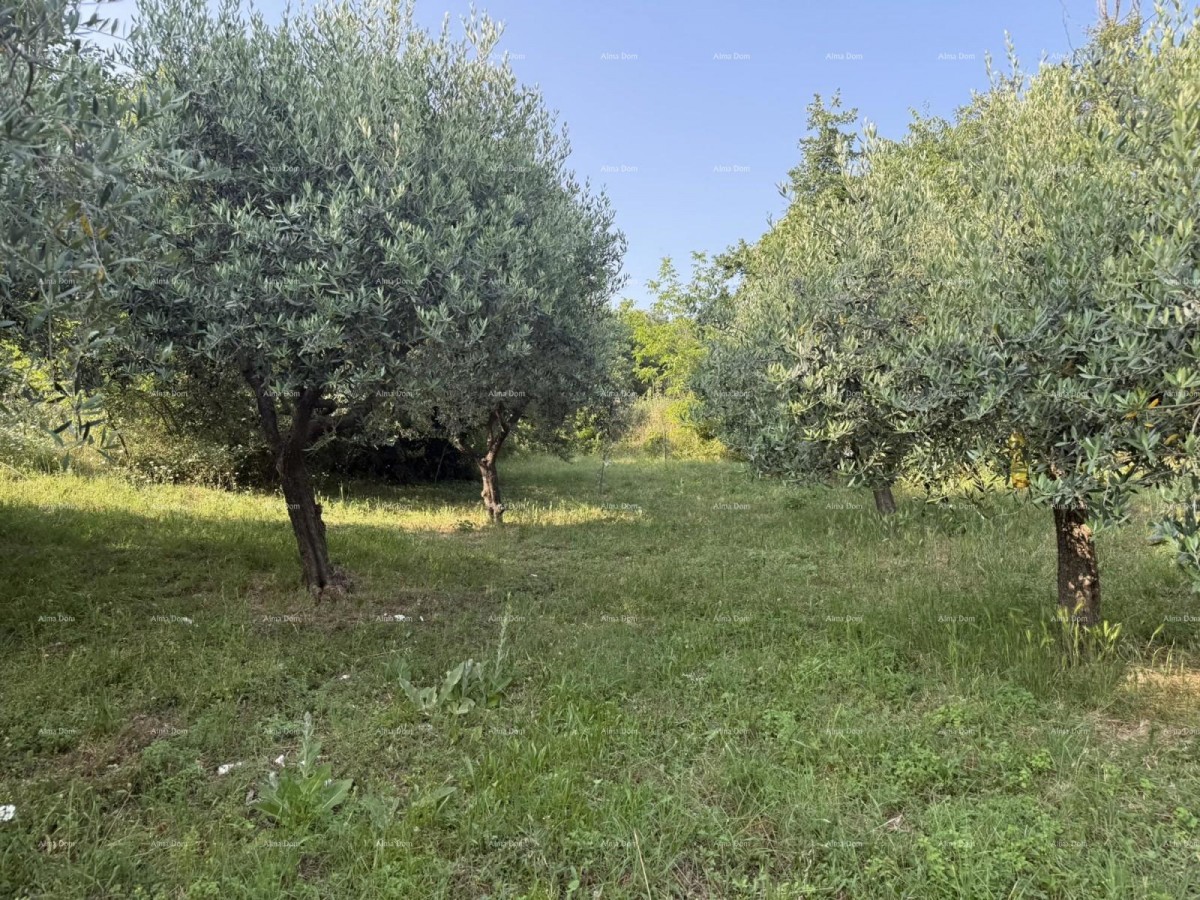 Šarmantna družinska hiša z veliko parcelo in dodatnim gradbenim zemljiščem v bližini Barbana 19