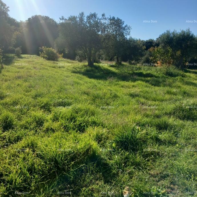 Izvrsna prilika- imanje s kamenom kućom, velikim zemljištem i pomoćnim objektima- blizina Rovinja! 10