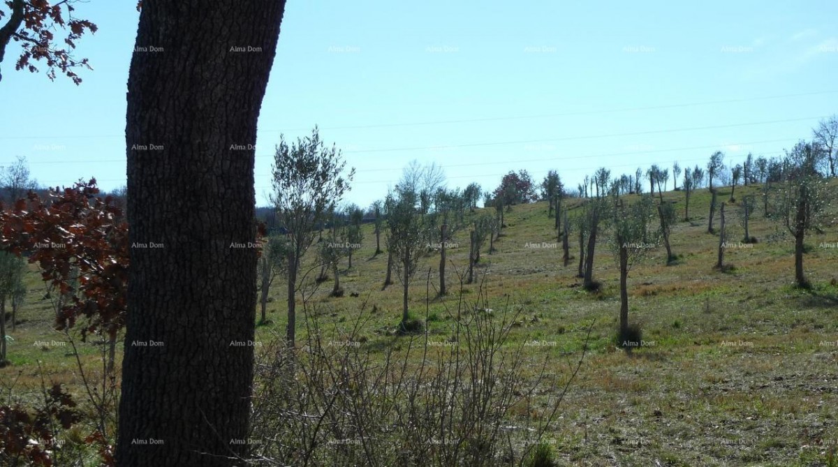 Momjan – prodaja građevinskog zemljišta na odličnoj lokaciji. 2