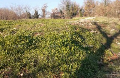 Land for sale in Brtonigla (Istria) – construction and agricultural, total area of 5,000 m²