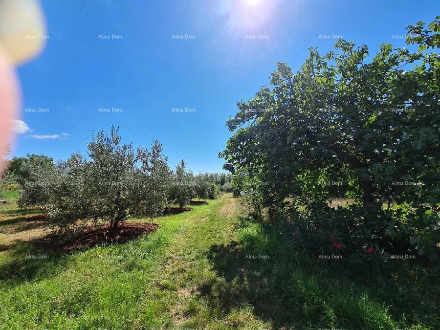 ПУЛА - Земля под застройку в Бусолере 1