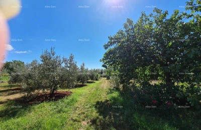 ПУЛА - Земля под застройку в Бусолере