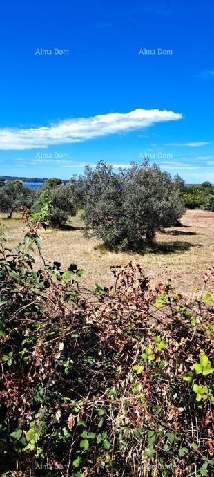 Prodaja kmetijskega zemljišča – Fažana - Peroj 1