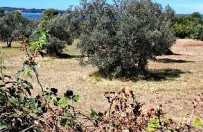 Prodaja kmetijskega zemljišča – Fažana - Peroj