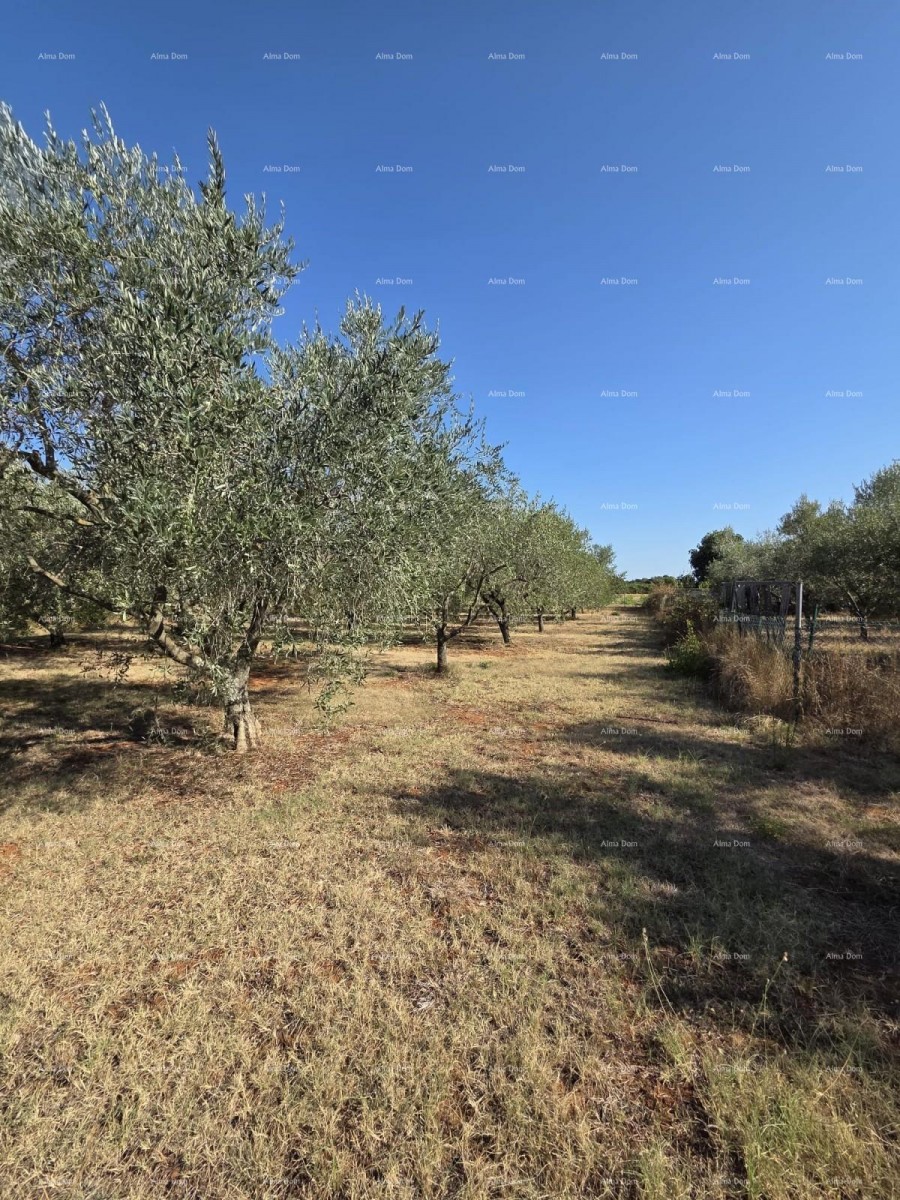 Odlična prilika! Građevinska parcela s maslinikom – 1.222 m², Loborika, u blizini Pule. 2